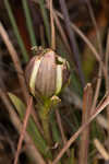 Wiregrass gentian